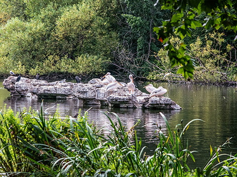 St James’s Park photo by Troy David Johnston